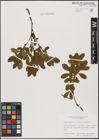 Foto von Salix aurita L. x Salix myrtilloides L.